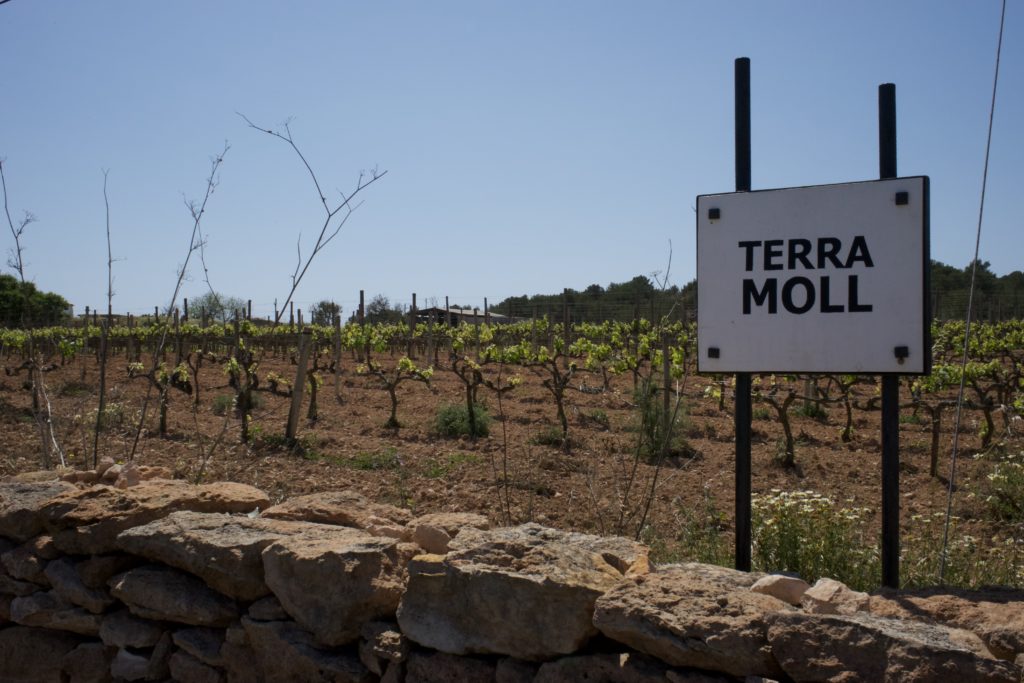 The Wines of Terramoll: A World Apart - Vineyards of the Balearic islands